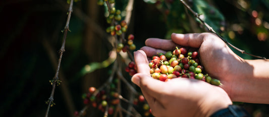 Duurzame koffie in Nederland: een bewuste keuze voor jouw kopje en de planeet